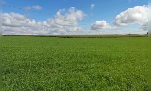 Apesar dos preços em alta, trigo perde área para o milho