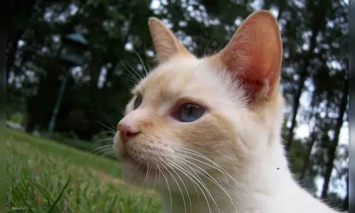Em Ivaiporã gato é atingido por disparo de espingarda de pressão