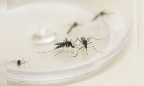 Municípios da região confirmam mais 169 casos de dengue