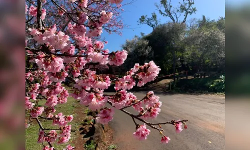 Sukiyaki da Acea será realizado em Apucarana nesta sexta (1º)