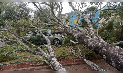 Árvore cai sobre veículo em Ivaiporã nesta sexta-feira (17)