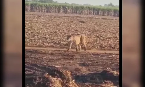 Onça-parda é flagrada caminhando na região de Maringá; veja