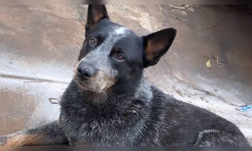 Policial recupera cachorro desaparecido há 5 meses em Londrina; veja