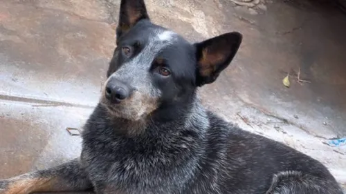 O cãozinho estava desaparecido desde janeiro deste ano