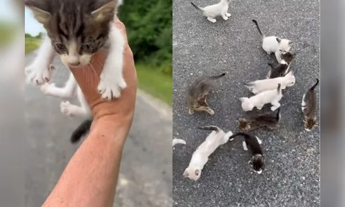 Homem ajuda gatinho e acaba caindo em 'emboscada'; Entenda