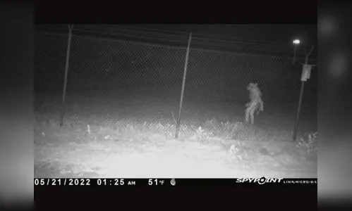 Mistério: câmera flagra movimentação de criatura estranha em zoológico