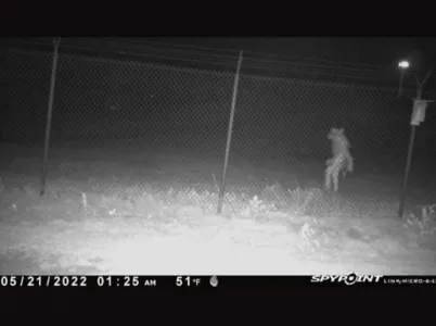 O zoológico de Amarillo, Texas, busca identificar a criatura misteriosa