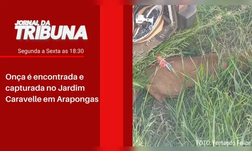 Onça é encontrada e capturada no Jardim Caravelle em Arapongas