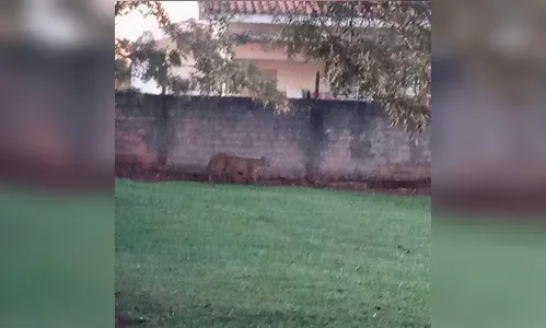 Onça parda é flagrada ao lado de uma creche, em Arapongas; veja