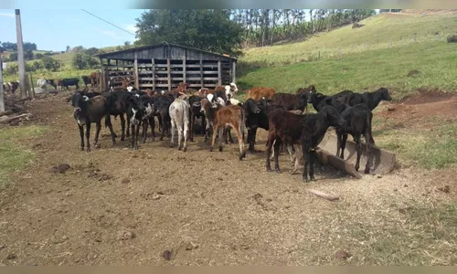 Ladrões invadem sítio e levam 11 cabeças de gado em Novo Itacolomi