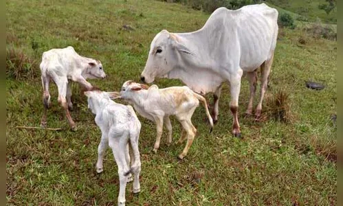 Gestação Rara: Vaca dá à luz a trigêmeos em Jardim Alegre