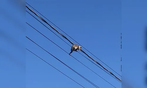 Bombeiros resgatam gambá preso em fios da rede elétrica em Apucarana