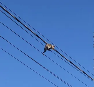 Por volta das 8h o gambá, que parecia ser um filhote já estava lá no alto