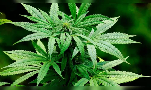 STJ autoriza pacientes a plantar maconha para fins medicinais