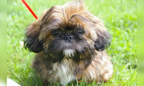 Shih-tzu é usado como forma de pagamento para comprar drogas