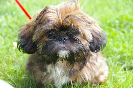 Shih-tzu é usado como forma de pagamento para comprar drogas