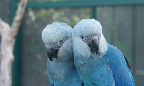 Soltura de oito ararinhas-azuis ocorreu com sucesso