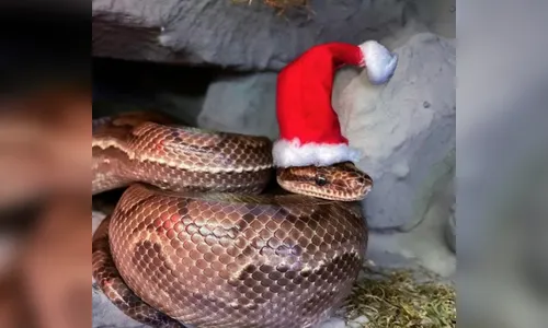 Jiboia desaparecida em SP é 'influencer' nas redes sociais; entenda