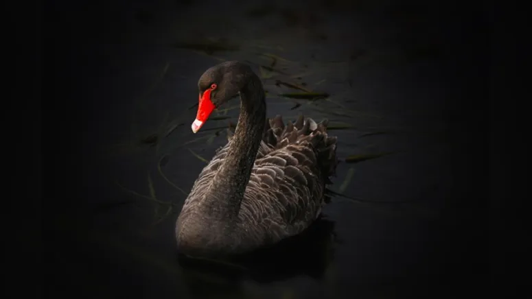 Imagem ilustrativa da notícia Cisne negro: Como gerenciar o desconhecido