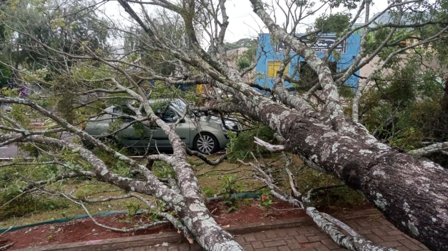 Carro fica pendurado em árvore após capotar na BR-277