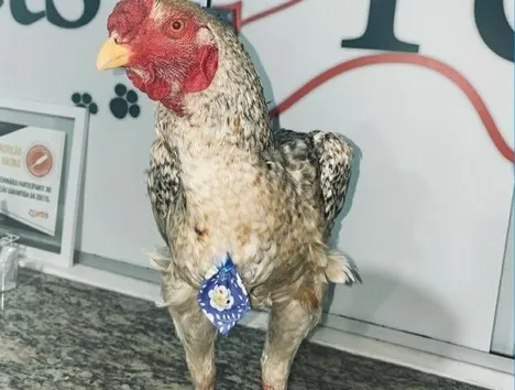 Criado dentro de casa desde pintainho, o galo é cuidado como animal de estimação