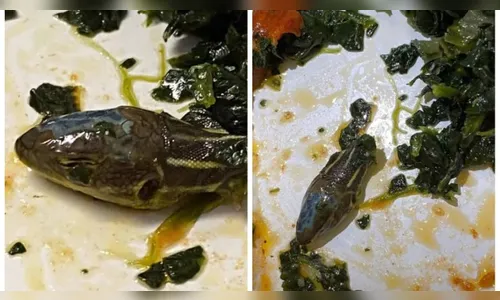 Comissária de bordo encontra cabeça de cobra em meio à refeição