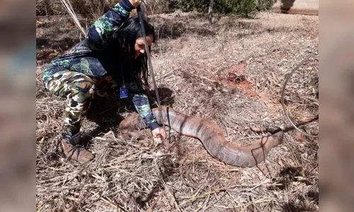 Cobra de 70 kg e mais de três metros é capturada em Goiás; assista