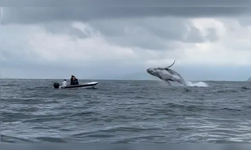 Baleia jubarte é flagrada saltando no mar de Paraty; veja o vídeo