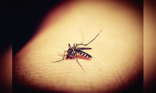 Ciclo da dengue em Apucarana registra 246 casos e nenhum óbito
