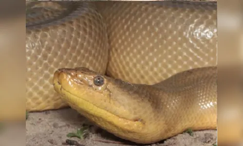 Primeira anaconda mutante do mundo é encontrada no Brasil
