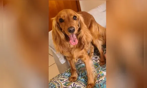 Homem é suspeito de matar cachorro da namorada por ciúmes