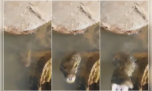 Guia de pesca se aproxima de sucuri e leva bote da cobra; vídeo