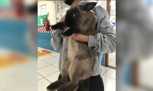 Alunos de CMEI de Apucarana recebem visita inesperada de coelho