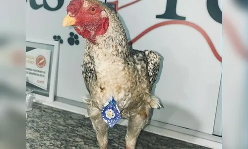 Galo é levado para banho em pet shop e vira atração na região; veja