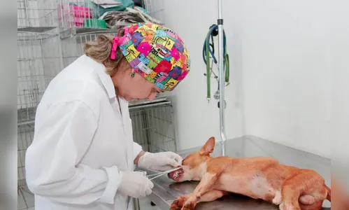 “Vida Animal” garante cuidados especiais para cães e gatos