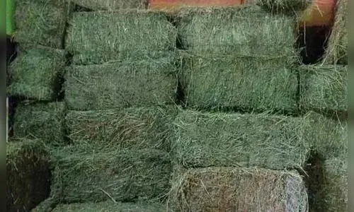 Bandidos invadem barracão e furtam fardos de alfafa em Lunardelli