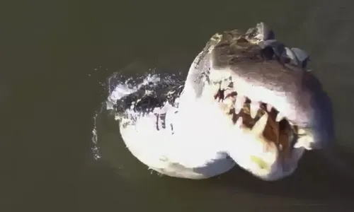 Impressionante: jacaré 'salta' de rio e captura drone de R$ 7 mil