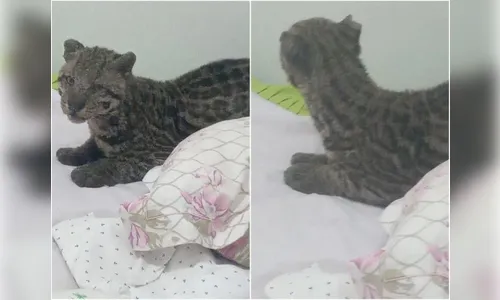 Homem encontra jaguatirica na cama do filho após deixar janela aberta