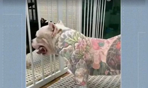 Tatuagens e piercings em animais são proibidos no Paraná