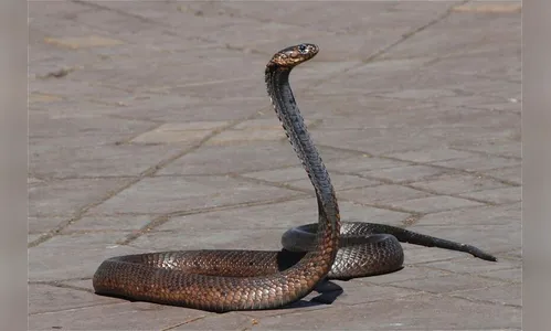 Homem morre picado por cobra ao ir a funeral do irmão vítima do animal