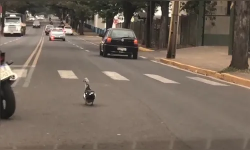 Pato parou o trânsito em Avenida movimentada de Apucarana; veja