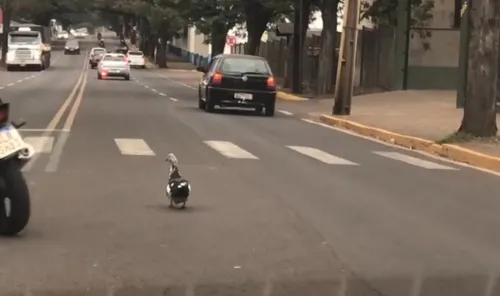 Nas imagens é possível ver o animalzinho tentando atravessar a pista em meio ao trânsito de veículos