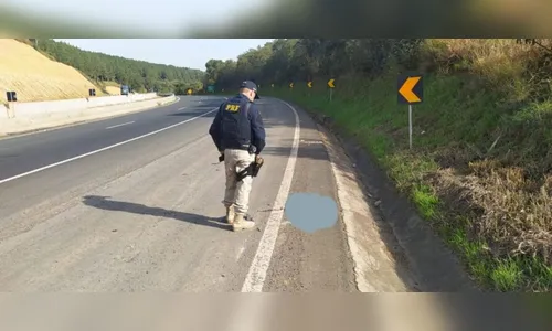 PRF encontra cabeça humana nas margens da BR-376