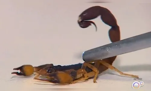 Criança de 9 anos morre após picada de escorpião em Itu