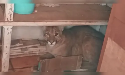 Onça se esconde em quintal de casa após ser surpreendida por cães