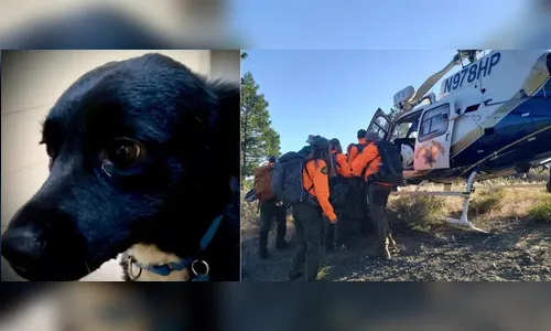 Cão leva equipe de resgate e salva homem após queda de 20 metros