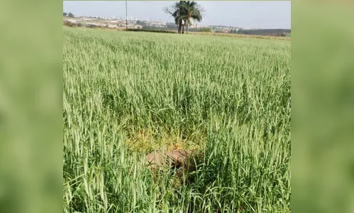 Corpo é encontrado em lavoura de trigo na zona rural de Rolândia