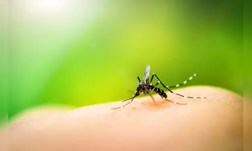 Saúde confirma mais 3.139 casos e dois óbitos por dengue no PR