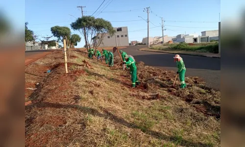 Arapongas: Extensão da Rua Andorinha Grande recebe plantio de Ipês