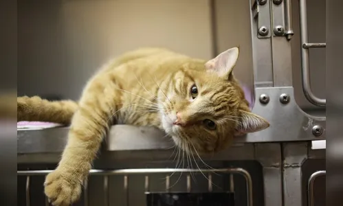 Jovem é arranhado por gato, pega raiva humana e vai parar na UTI